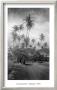 Coconut Grove, Lahaina, 1910 by Ray Jerome Baker Limited Edition Print