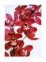 Dendrobium Orchids by Caroline Purday Limited Edition Print