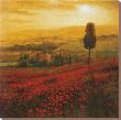 Shades Of Poppies by Steve Thoms Limited Edition Pricing Art Print