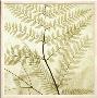 Ferns Ii by Steven N. Meyers Limited Edition Pricing Art Print