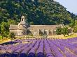 Cistercian Monastery Of Senanque Beside Lavender Field, Provence Region, Gordes, France by Jim Zuckerman Limited Edition Print