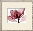Red Magnolia I by Steven N. Meyers Limited Edition Pricing Art Print