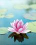 Lotus Blossom by Elena Segatini Bloom Limited Edition Print