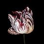 Parrot Tulip Study In Red by Hampton Hall Limited Edition Print