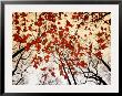 Bare Branches And Red Maple Leaves Growing Alongside The Highway by Raymond Gehman Limited Edition Print