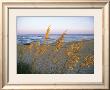 Beach Scene With Sea Oats by Steve Winter Limited Edition Print