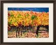 Autumn Colours In A Vineyard, Napa Valley, United States Of America by Jerry Alexander Limited Edition Print