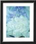 White Rose With Larkspur by Georgia O'keeffe Limited Edition Print