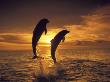 Bottlenose Dolphins, Caribbean by Stuart Westmoreland Limited Edition Print