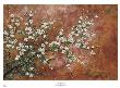 Wild Plum Blossoms by Zachary Alexander Limited Edition Pricing Art Print