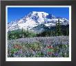 Wildflowers, Mt. Rainier National Park, Wa by Mark Windom Limited Edition Pricing Art Print