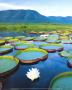 Water Lilies, Early Morning by Theo Allofs Limited Edition Pricing Art Print