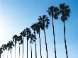 La Jolla Palms by Jenny Kraft Limited Edition Pricing Art Print