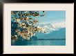 Blossoming Magnolia, Lake Geneva, Switzerland by Guenter Fischer Limited Edition Print