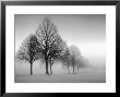 Winter Trees Iii by Ilona Wellman Limited Edition Print