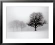 Winter Trees I by Ilona Wellman Limited Edition Print