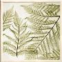 Ferns I by Steven N. Meyers Limited Edition Print