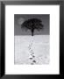 Winter Moon by Ilona Wellman Limited Edition Print