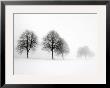 Winter Trees Ii by Ilona Wellman Limited Edition Print