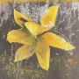 Tulip Fresco (Yellow) by Erin Clark Limited Edition Print