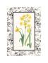 Jonquil And Narcissus Ii by Sarah Elizabeth Chilton Limited Edition Pricing Art Print