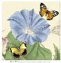 Morning Glory by Louis Van Houtte Limited Edition Print