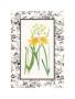 Jonquil And Narcissus I by Sarah Elizabeth Chilton Limited Edition Print