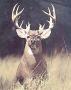 Trophy Buck by Mike Biggs Limited Edition Print