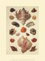 Shells by M. Regenfuss Limited Edition Pricing Art Print