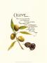 Olive by G. Phillips Limited Edition Pricing Art Print