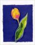 Tulip by Susan Zulauf Limited Edition Pricing Art Print