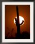 Saguaro Cactus Sunset, Picacho Peak, Arizona by Matt York Limited Edition Print