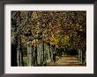 A Man Strolls Through Lazienki Park On A Crisp Autumn Morning In Warsaw, Poland, October 30, 2006 by Czarek Sokolowski Limited Edition Print