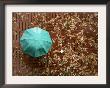 Wet Leaves Are Scattered Over Sidewalk Bricks As A Pedestrian Walks By With A Colorful Umbrella by Don Ryan Limited Edition Print