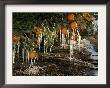 Drip Irrigation Creates Icicles And Forms An Insulation And Way Of Protecting Oranges On The Trees by Gary Kazanjian Limited Edition Print
