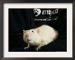 Roland, A One-Year-Old Domestic Rat, Is Held At The Mspca In Boston Thursday, May 26, 2005 by Elise Amendola Limited Edition Pricing Art Print