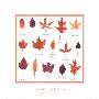 Red Leaves by Hiro Kawada Limited Edition Print