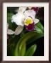 The Cattleya Orchid by Bebeto Matthews Limited Edition Pricing Art Print