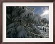 Hikers Walk On A Path Beside Snow Covered Trees by Christof Stache Limited Edition Print