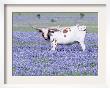 Longhorn Grazing On Bluebonnets, Midlothian, Texas by Pat Sullivan Limited Edition Print