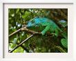 A Chameleon Sits On A Branch Of A Tree In Madagascar's Mantadia National Park Sunday June 18, 2006 by Jerome Delay Limited Edition Print