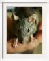 Twinkee, A 14-Week-Old Baby Domestic Rat, Is Held At The Mspca In Boston Thursday, May 26, 2005 by Elise Amendola Limited Edition Print