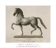 Horse For An Equestrian Statue by Antonio Canova Limited Edition Print