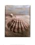 Seashell Ii by Sondra Wampler Limited Edition Pricing Art Print