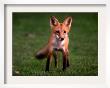 A Fox Walks Into A Yard Behind A Suburban Home In West Des Moines, Iowa, September 21, 1999 by John Gaps Iii Limited Edition Print