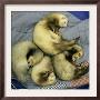 A Pack Of Ferrets Clockwise From Top, Chewbacca, Hobart, Dixie B, Wolfgang Amadeaus Motzart by Carolyn Kaster Limited Edition Print