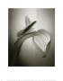 Calla No. 2 by Kirk Ellison Limited Edition Pricing Art Print