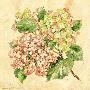 Hydrangea by Pamela Gladding Limited Edition Print