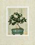 Gardenia Bonsai by Richard Henson Limited Edition Pricing Art Print