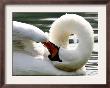 Swan On The River Rhine Near Breisach, Germany by Winfried Rothermel Limited Edition Print